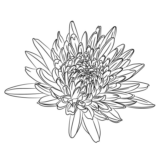 花在黑色的线孤立在白色的背景图片下载