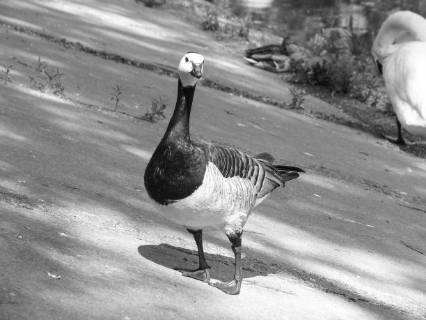 公园里的鹅以湖和路为背景。农场动物或牧场。关于背景的库存图片图片下载