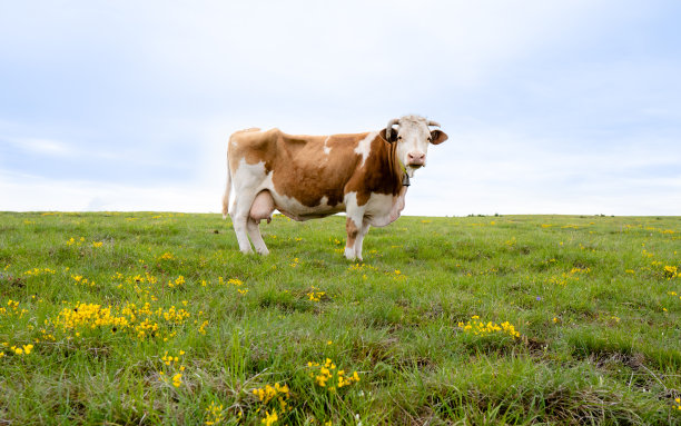 一头奶牛在草地上stock照片图片下载
