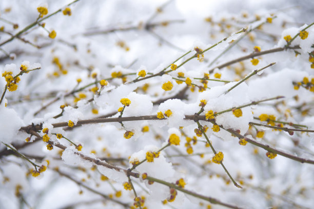 冬季和春季图片下载