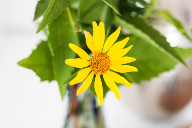 房间里白色桌子上的花瓶里放着一束黄色的花图片下载