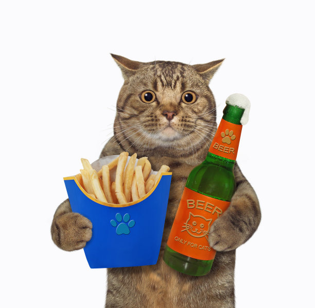 猫拿着薯条和啤酒图片下载