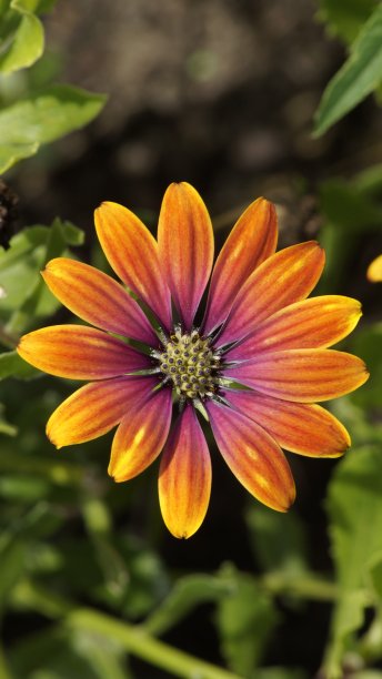 夏天的花图片下载