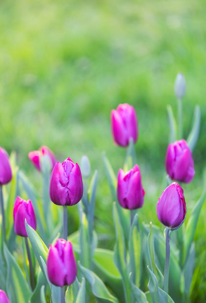 盛开的郁金香图片下载