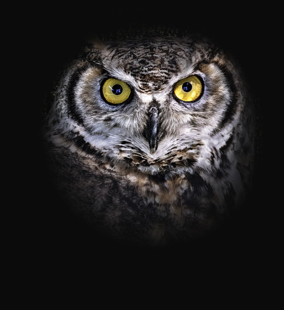 猫头鹰的脸在黑暗的背景。图片下载