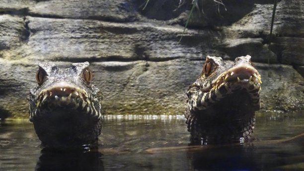 矮鳄鱼图片下载