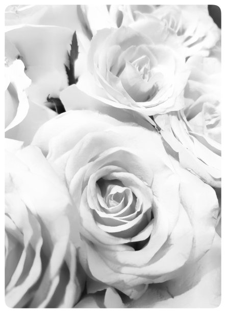 黑白玫瑰花束。图片下载