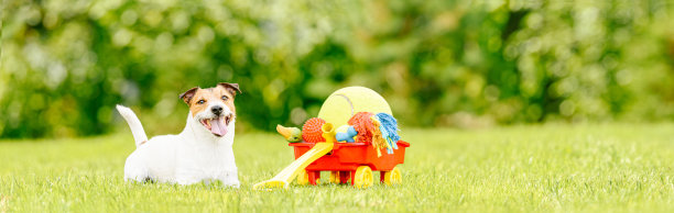 快乐的宠物狗躺在绿色的草地旁边，在后院的草坪上装满了狗的玩具和球图片下载