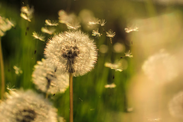 美丽的蒲公英花与种子在自然模糊的背景。花的概念与文本的地方。图片下载
