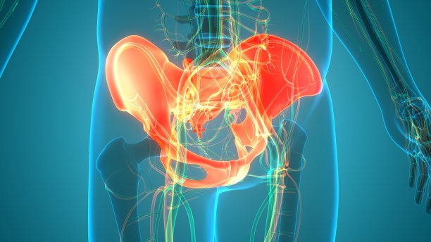 人体骨骼系统、骨盆、骨、关节解剖学图片下载