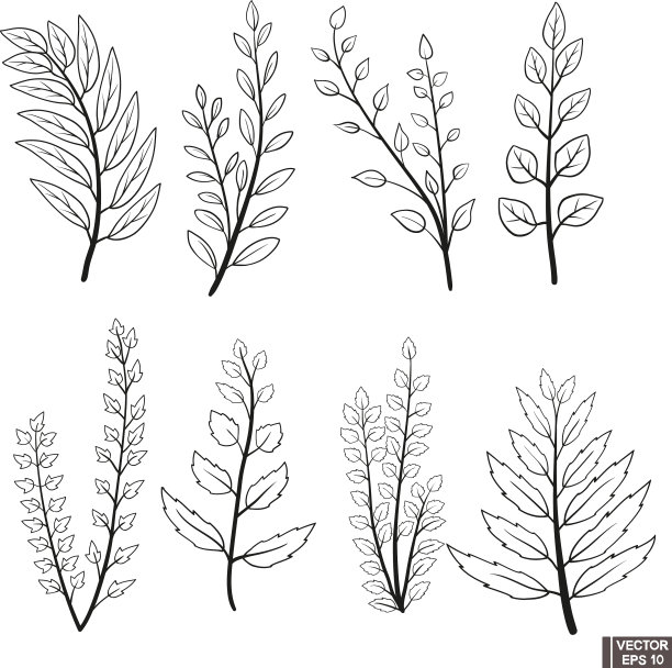 把草本植物和叶子放在一起图片下载