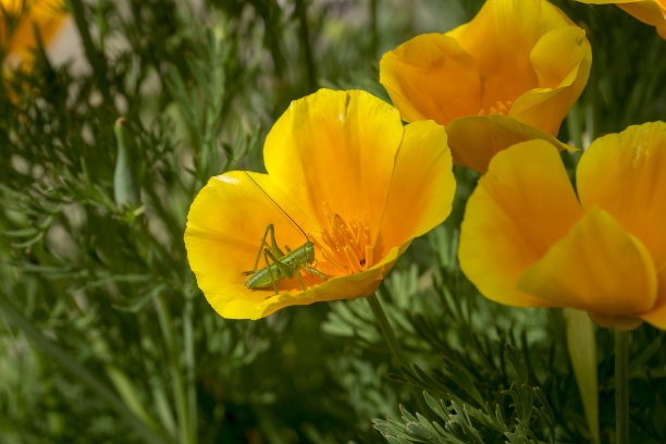 一只绿色的小圆点蝗虫准备从加利福尼亚的罂粟上跳下来。这种花原产于从海平面到2000米(6500英尺)的开阔草地上。近距离的照片。图片下载