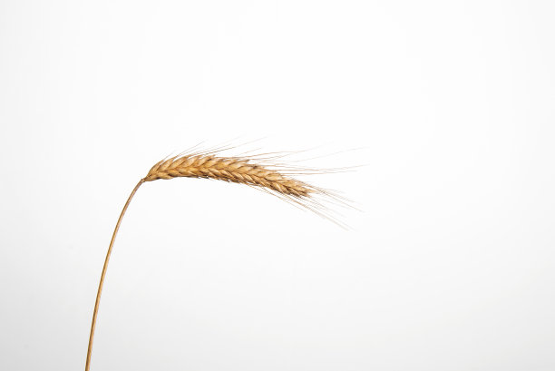 在白色背景上孤立的黑麦穗图片下载