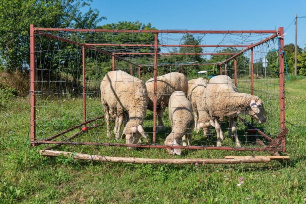 羊圈里的一群羊。羊在草地上吃草图片下载