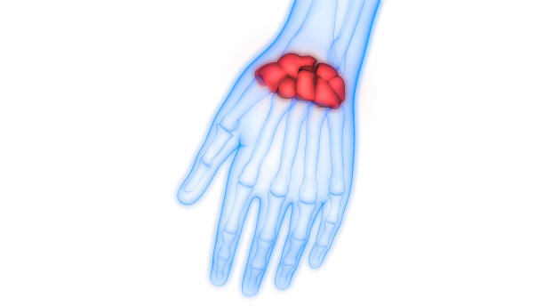 人类骨骼系统腕关节解剖学图片下载