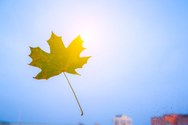 窗外真正的秋叶。季节性的照片。黄色和绿色有纹理。11月的明信片。透明背景。美丽的景色。图片下载