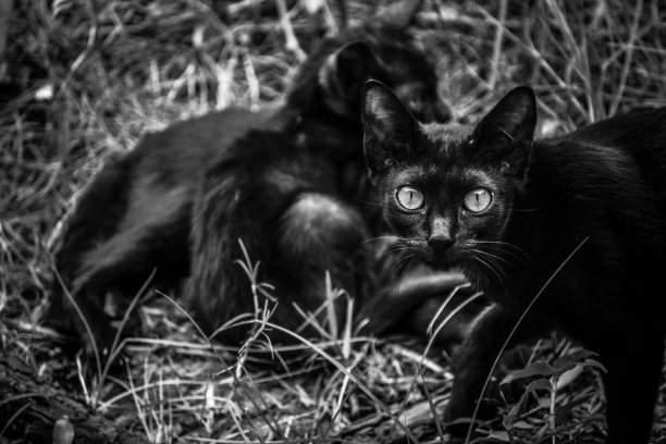 慈母般的猫妈妈图片下载