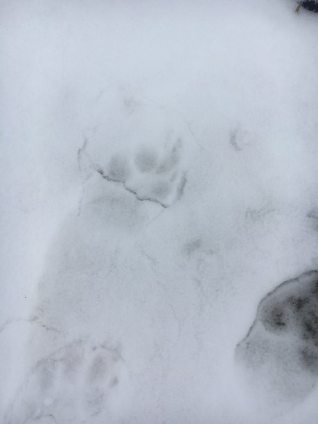 雪，坏天气，动物的脚印在雪图片下载
