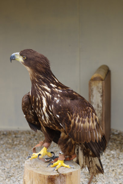 金鹰左顾右盼图片下载