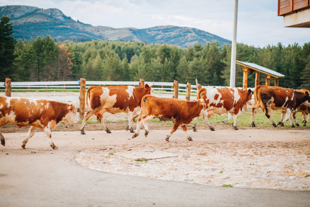 走在羊群前面图片下载