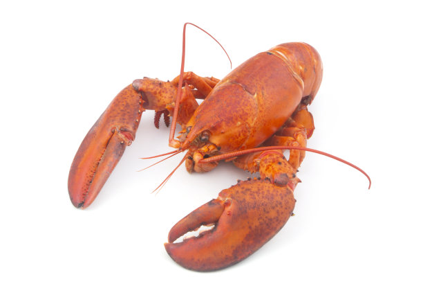 煮熟的龙虾孤立在白色背景图片下载