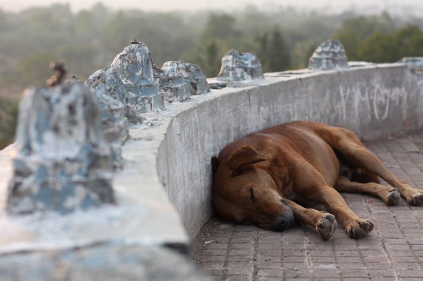 可爱的小狗图片下载