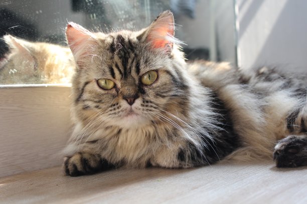 主演的猫图片下载