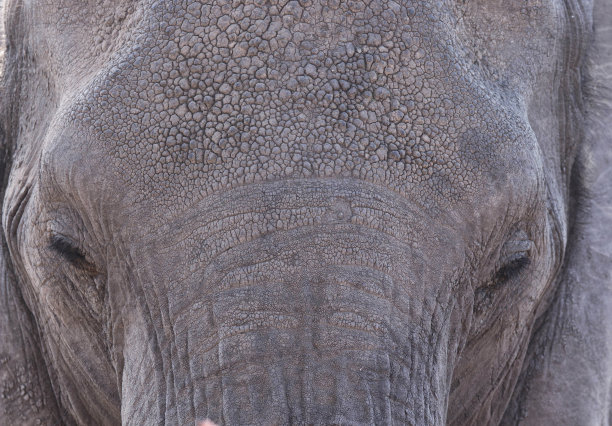 大象在运动。图片下载