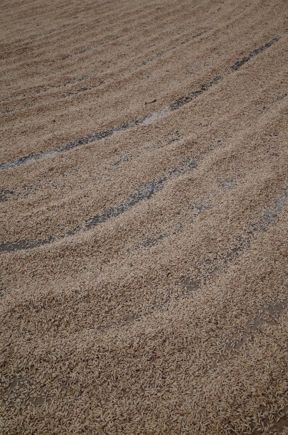 晒干稻谷图片下载