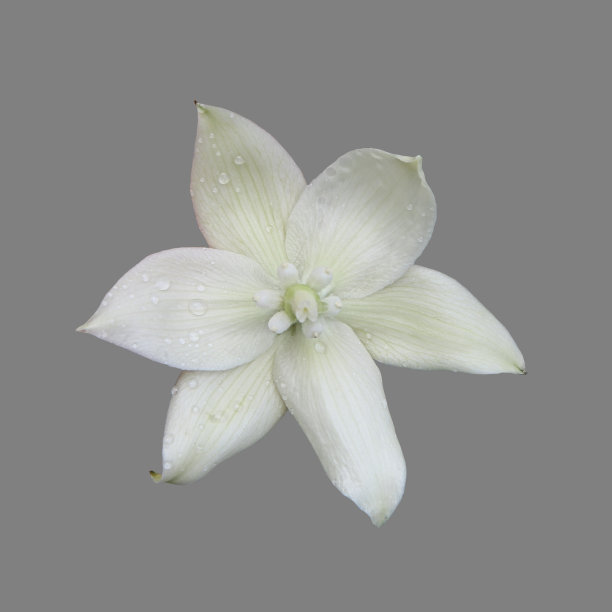 丝兰开花的花。图片下载