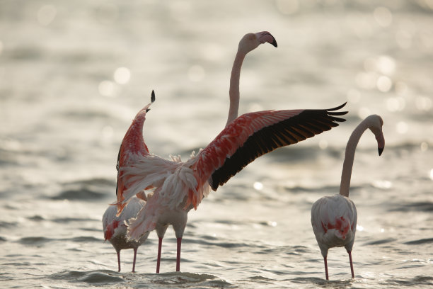 美丽的群居涉禽：火烈鸟图片下载