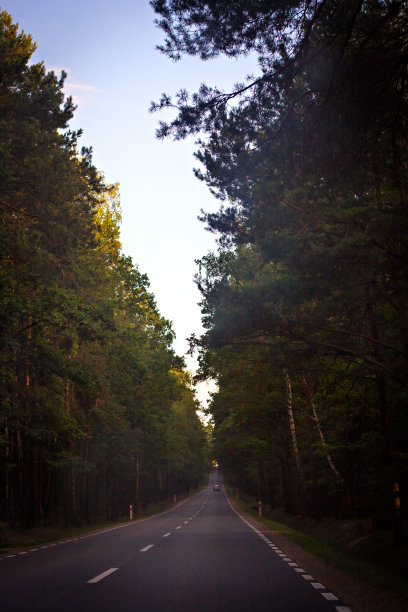 道路被绿树环绕图片下载