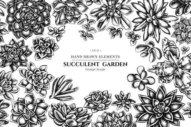 花图案有黑色和白色肉质木犀草，肉质木犀草，肉质木犀草图片下载