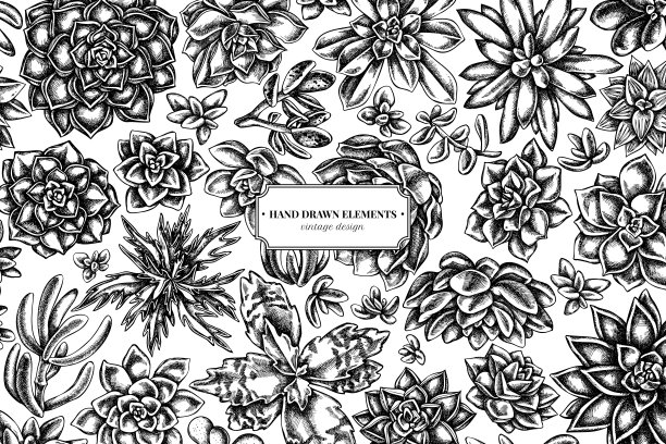 花图案有黑色和白色肉质木犀草，肉质木犀草，肉质木犀草图片下载