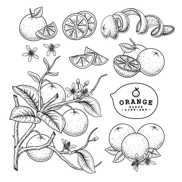 矢量素描柑橘水果装饰集。橙色。手绘植物图。黑色和白色与线条艺术孤立在白色背景。水果图纸。复古风格的元素。图片下载