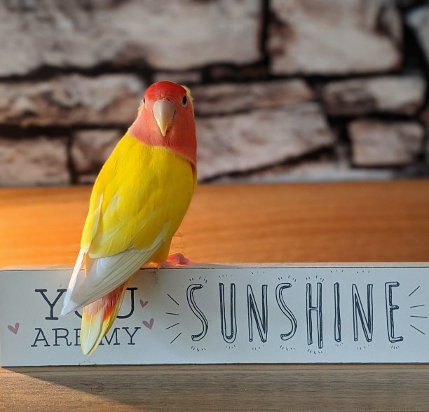 阳光lovebird图片下载