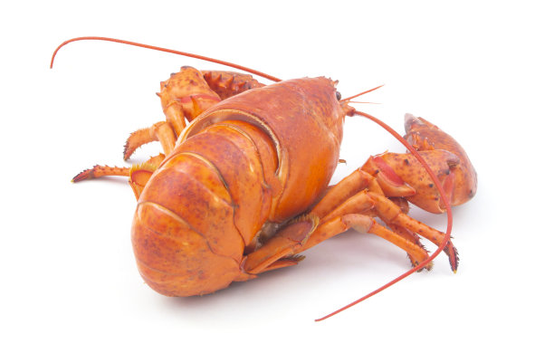 煮熟的龙虾孤立在白色背景图片下载