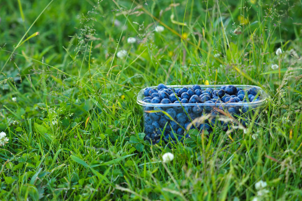 新鲜的蓝莓放在一个透明的托盘里，放在绿色的草地上图片下载
