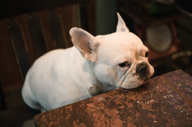 一只白色法国斗牛犬坐在椅子上看着图片下载