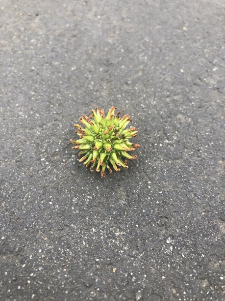 泡泡糖球图片下载