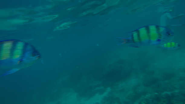 全景水下场景和蓝色背景图片下载