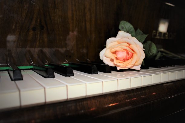 粉红色的玫瑰在钢琴琴键上图片下载
