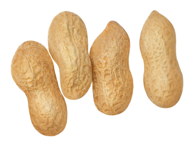 花生集合。烤坚果孤立的白色背景。宏。前视图。平躺图片下载