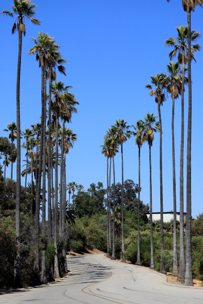洛杉矶的一条棕榈树林立的街道图片下载