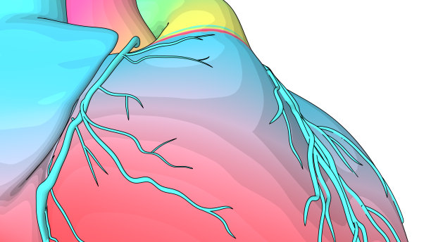 人体心脏跳动解剖动画。彩虹纹理的心脏模型图片下载