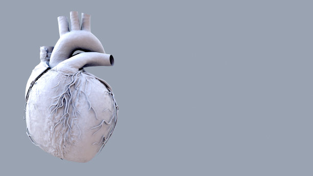人体心脏跳动解剖动画。图片下载