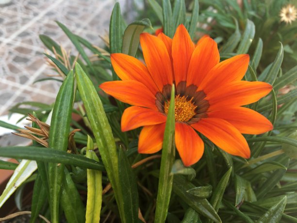 橙色的zengarden雏菊花自然图片下载