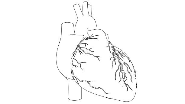 人体心脏跳动解剖动画。用黑白画图片下载