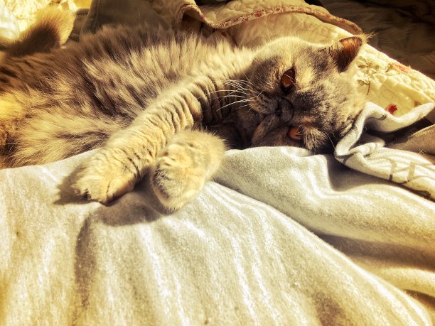 阳光的小猫图片下载