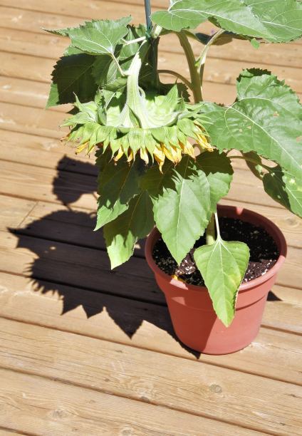 下垂的向日葵图片下载